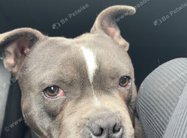10 months old blue male staffy