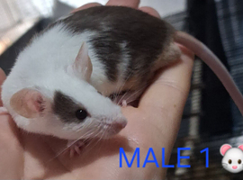 MALE & FEMALE FANCY MICE