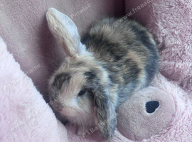 Beautiful mini lop bunnies