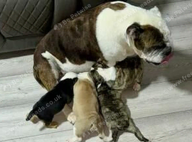 Adorable Bulldog Puppies &ndash; 2 Boys & 1 Girl