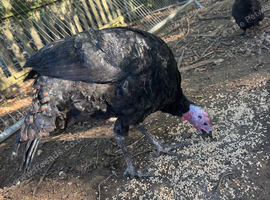 Turkeys