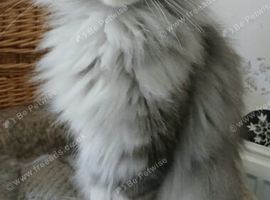 Beautiful Loving Maine Coon