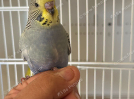 Male Budgie