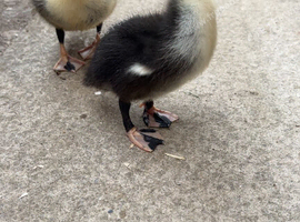 DUCKLINGS FOR SALE