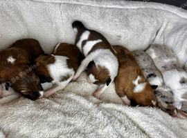 Stunning Merle Border Collie puppies for sale