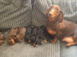 Miniature dachshund puppies