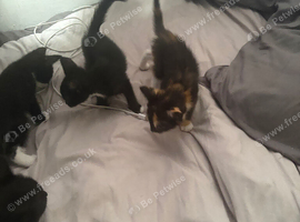 Kittens