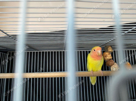 PRICE REDuCED BABY LOVEBIRD.
