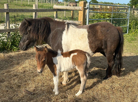 Lovely quiet registered piebald mare