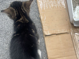 Sell a cat