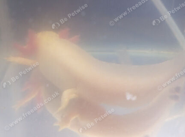 Golden albino axolotl