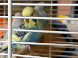 Beautiful Budgies