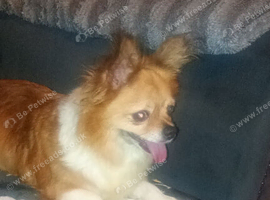 Gorgeous chihuahua girl