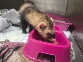 Ferret for adoption