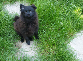 Very loving black pomeranian house trained baby boy