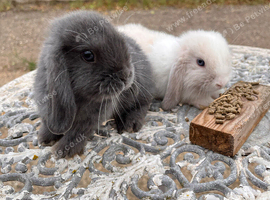 Mini lops pure bred mixed sex