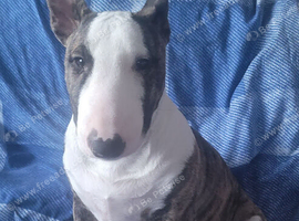 English bull terrier bitch 5 months old