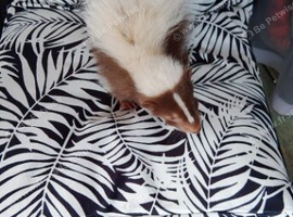 Male skunk