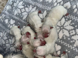 West highland terrier puppies for sale