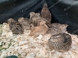 12 Quail Hens Japanese coturnix Quail