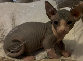 Blue and cream Canadian sphynx