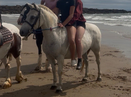 12.2H (aprx) - 16Yo - Grey - Mare - Ride & Drive
