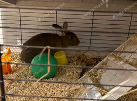 2 females