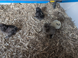Silkie x polish day olds