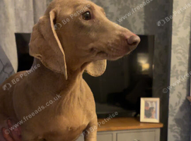 Beautiful dachshund puppies