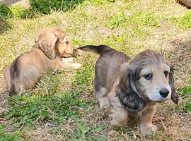 Beautiful Long-Haired Dachshund Puppies