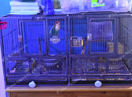 1 bonded pair of love birds and cage