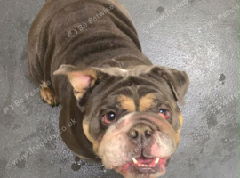 Female British Bulldog needs new home