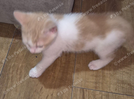 Ginger and white male kitten