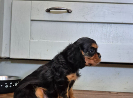 *READY* LAST BOY* Cavalier King Charles Male Puppies