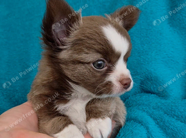 Meet "Sweet William" 7 week old male long coat chihuahua