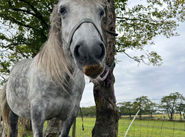 13.3hh 6yr old grey fell pony
