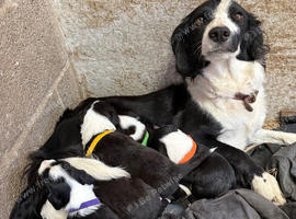 READY NOW sprollie pups