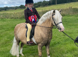 11.3hh Welsh A palomino gelding
