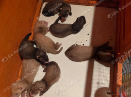 7 kits
