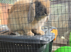 Mini lop male