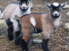 2 two year old pygmy nannies