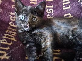 Kittens need forever home