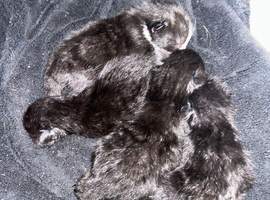 Baby kittens