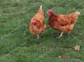 Chickens hatched this year
