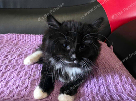 4 kittens