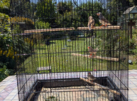 4 Zebra finches 2026 birds