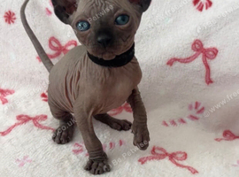(LAST 1) Sphynx baby&rsquo;s