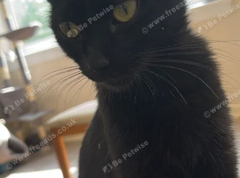 four lively kittens looking for loving homes