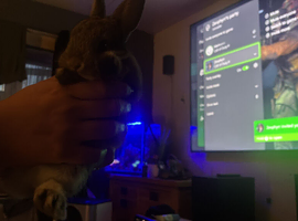 Netherland dwarf