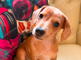 Jack Russell x dachshund